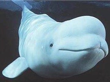 How Do Belugas Protect Themselves?