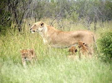 How Do Lions Give Birth? | Sciencing