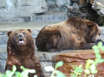 How Do Bears Mate?