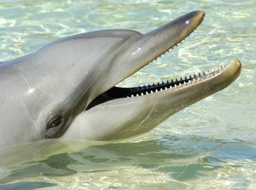 How Do Dolphins Hear?