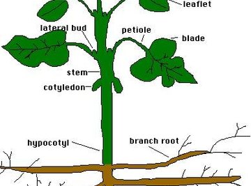 How Do Plants Store Excess Sugar?