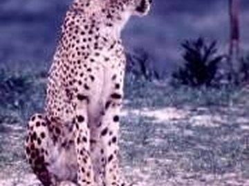 How Long Does a Cheetah Live?