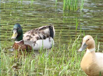 How Do Ducks Communicate?