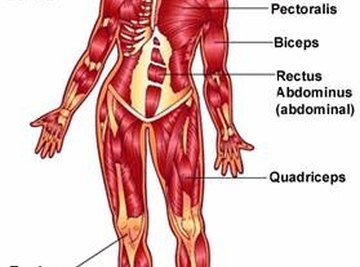 What Makes a Skeleton Move?