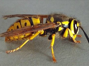 The Difference Between Wasps and Bees