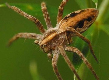 How to Identify Spiders in Connecticut