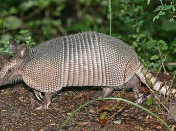 Armadillo Eating Habits