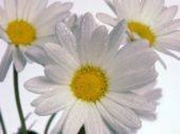 How Does a Daisy Reproduce?