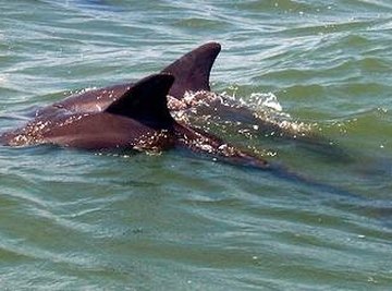 Do Dolphins Migrate or Hibernate?