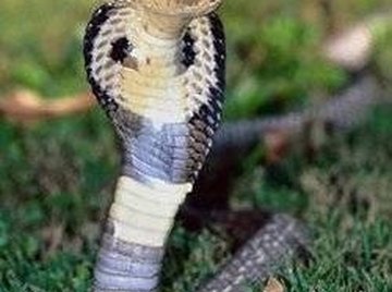 Why Does a Cobra Have a Hood?