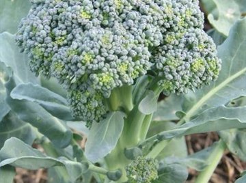 How Does Broccoli Reproduce?