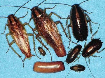 What Do Cockroaches Look Like?