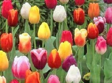 How Does a Tulip Reproduce?