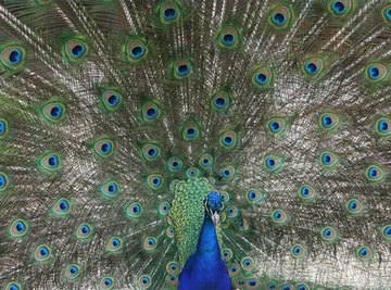 How Does a Peacock Find Food?