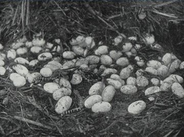 Where Do Reptiles Typically Lay Their Eggs?