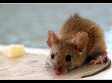 How Does a Mouse Find Food?