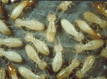 What Do Termites Look Like?