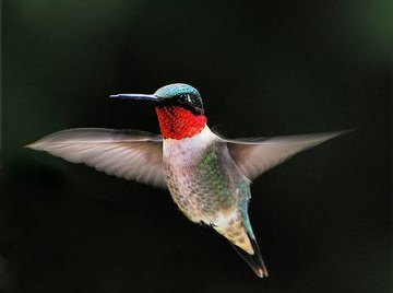 How Does a Hummingbird Find Food?