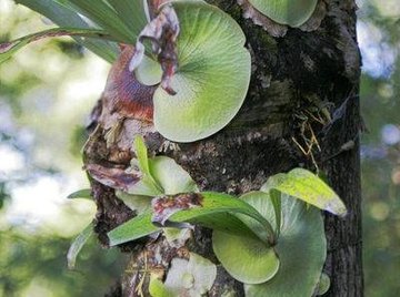About Staghorn Ferns