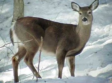 How Does a Deer Find Food?