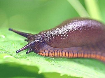 How Does a Slug Move?