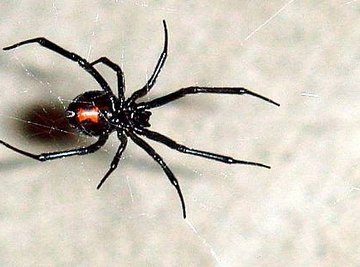 Types of Poisonous Spiders