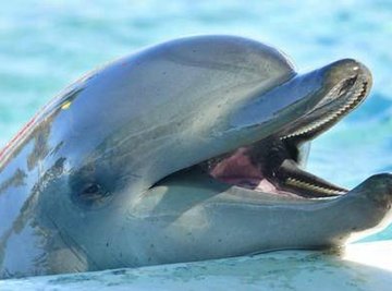How Many Kinds of Dolphins Are There?
