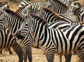What Does a Zebra Look Like?