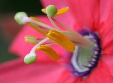 What Is Function of the Pistil in Flowers?