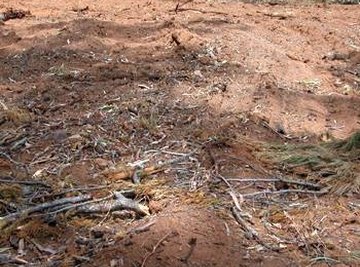 Effects of Land Clearing