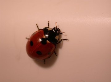 How to Make a Ladybug Habitat