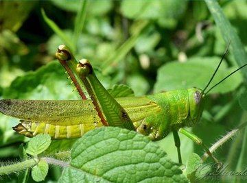 Are Grasshoppers Harmful or Helpful?