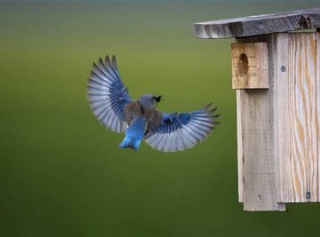 Bluebird returns home