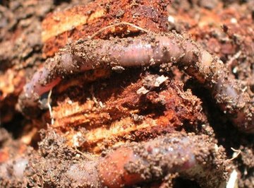 How Do Earthworms Protect Themselves?