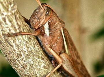 How Do Grasshoppers Reproduce?