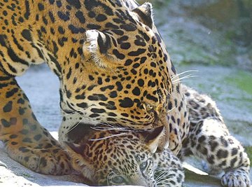 How Do Jaguars Care for Their Babies?