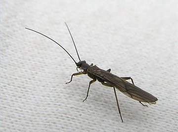 The Life Cycle of the Stonefly