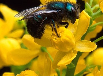 What Flowers Do Bees Like?