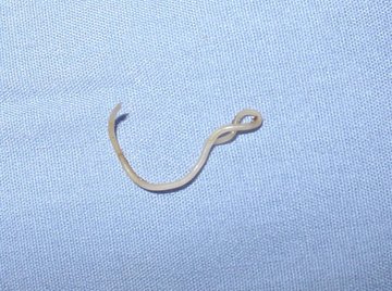 How Do Roundworms Reproduce?