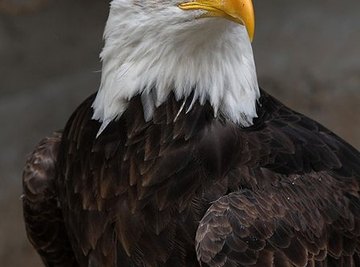 How Long Do American Bald Eagles Live?