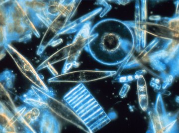 Importance of Phytoplankton