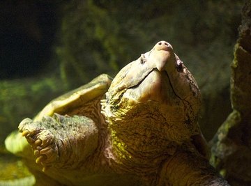 Types of Fresh Water Turtles