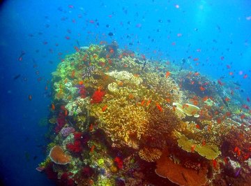 Why Coral Reefs Come in Many Colors