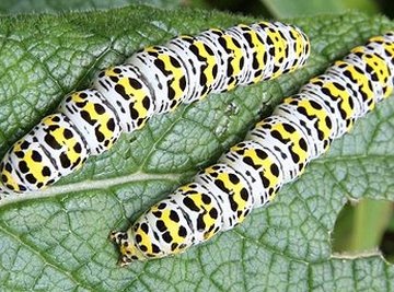 The Life Cycle of the Mullein Moth
