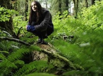 The Earth's first forests consisted of large ferns instead of trees.