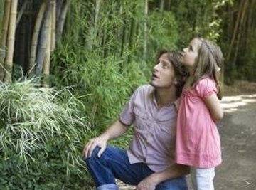 Bamboo forests contain plants other than just bamboo.