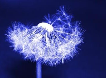 Popular folklore says that you can get a wish granted by blowing on a dandelion's seeds and scattering them.