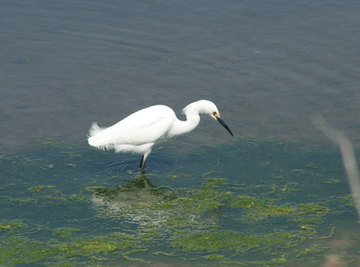 Factors That Affect the pH of Water in Wetlands