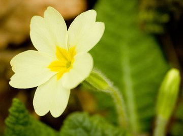 Primroses grow in temperate, deciduous forests.