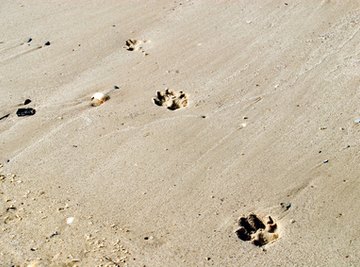 It can be difficult to distinguish between the tracks of various canine species.